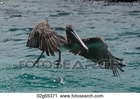 Stock Image - Brown pelican (Pelecanus occidentalis) flying over the ocean, San Cristobal Island, Galapagos Islands, Ecuador. Fotosearch