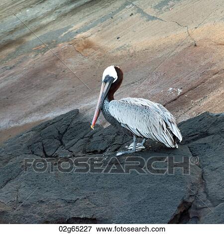 Brown pelican (Pelecanus occidentalis), Tagus Cove, Isabela Island, Galapagos Islands, Ecuador View Large Photo Image Stock Photo - Brown pelican (Pelecanus occidentalis), Tagus Cove, Isabela Island, Galapagos Islands, Ecuador. Fotosearch