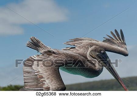 Brown pelican (Pelecanus occidentalis) flying, San Cristobal Island, Galapagos Islands, Ecuador View Large Photo Image Stock Photo - Brown pelican (Pelecanus occidentalis) flying, San Cristobal Island, Galapagos Islands, Ecuador. Fotosearch