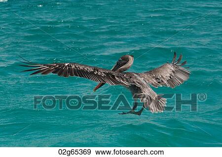 Brown pelican (Pelecanus occidentalis) flying over the ocean, San Cristobal Island, Galapagos Islands, Ecuador View Large Photo Image Stock Photo - Brown pelican (Pelecanus occidentalis) flying over the ocean, San Cristobal Island, Galapagos Islands, Ecuador. Fotosearch