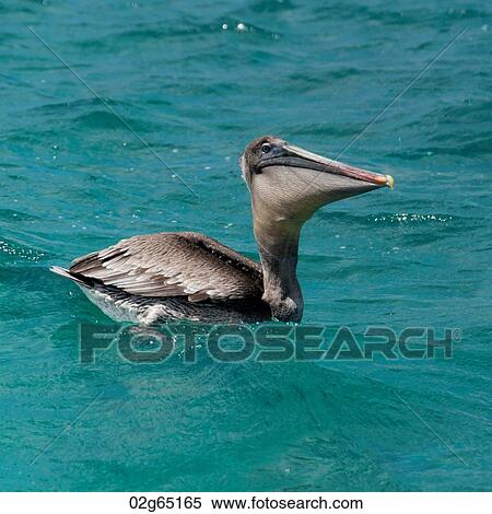 Brown pelican (Pelecanus occidentalis) swimming, San Cristobal Island, Galapagos Islands, Ecuador View Large Photo Image Stock Photography - Brown pelican (Pelecanus occidentalis) swimming, San Cristobal Island, Galapagos Islands, Ecuador. Fotosearch