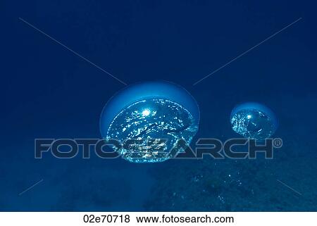 Stock Photo - Bubbles underwater. Fotosearch