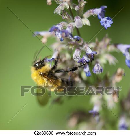 Bumble bee on a flower in Lake of the Woods, Ontario View Large Photo Image Stock Image - Bumble bee on a flower in Lake of the Woods, Ontario. Fotosearch