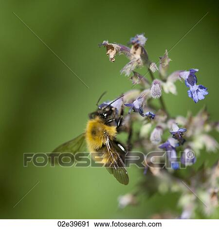 Bumble bee on a flower in Lake of the Woods, Ontario View Large Photo Image Stock Image - Bumble bee on a flower in Lake of the Woods, Ontario. Fotosearch