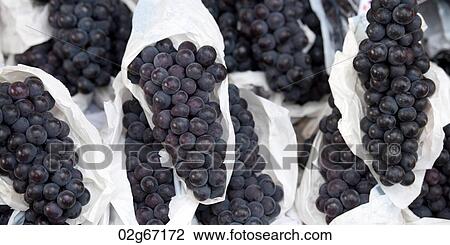 Bunches of grapes, Busan, Yeongnam, South Korea View Large Photo Image Stock Image - Bunches of grapes, Busan, Yeongnam, South Korea. Fotosearch