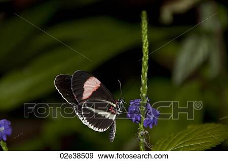 Stock Photo - Butterfly at the Butterfly Palace in Branson, Missouri. Fotosearch