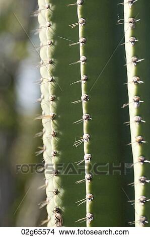 Candelabra cactus, Puerto Baquerizo Moreno, San Cristobal Island, Galapagos Islands, Ecuador View Large Photo Image Picture - Candelabra cactus, Puerto Baquerizo Moreno, San Cristobal Island, Galapagos Islands, Ecuador. Fotosearch