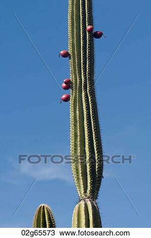 Candelabra cactus, Puerto Baquerizo Moreno, San Cristobal Island, Galapagos Islands, Ecuador View Large Photo Image Stock Image - Candelabra cactus, Puerto Baquerizo Moreno, San Cristobal Island, Galapagos Islands, Ecuador. Fotosearch