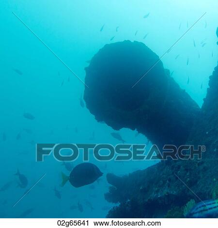 Caragua Wreck and school of fish underwater, San Cristobal Island, Galapagos Islands, Ecuador View Large Photo Image Stock Image - Caragua Wreck and school of fish underwater, San Cristobal Island, Galapagos Islands, Ecuador. Fotosearch