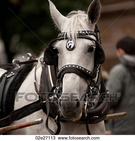 Stock Image - Carriage Horse outside Central Park in Manhattan, New York City, U. S. A.. Fotosearch