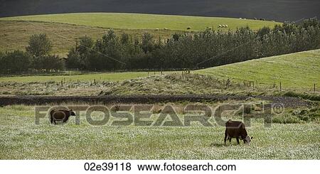 Stock Photo - Cattle grazing on hilly pastureland . Fotosearch
