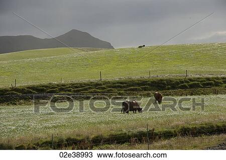 Cattle grazing on pastureland on a cloudy day, mountain in the back View Large Photo Image Stock Image - Cattle grazing on pastureland on a cloudy day, mountain in the back. Fotosearch