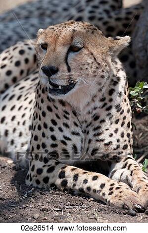 Cheetah wildlife in Kenya View Large Photo Image Picture - Cheetah wildlife in Kenya. Fotosearch