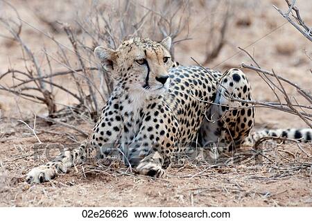 Cheetah wildlife in Kenya View Large Photo Image Stock Photograph - Cheetah wildlife in Kenya. Fotosearch