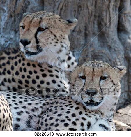 Cheetahs wildlife in Kenya View Large Photo Image Stock Image - Cheetahs wildlife in Kenya. Fotosearch