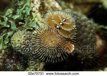 Christmas Tree Worm View Large Photo Image Stock Image - Christmas Tree Worm. Fotosearch