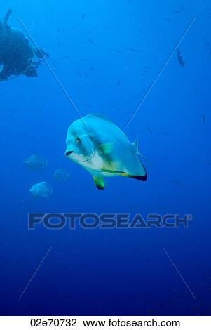 Stock Image - Circular Batfish and diver. Fotosearch