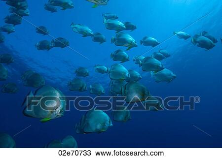 Circular Batfish View Large Photo Image Stock Image - Circular Batfish. Fotosearch