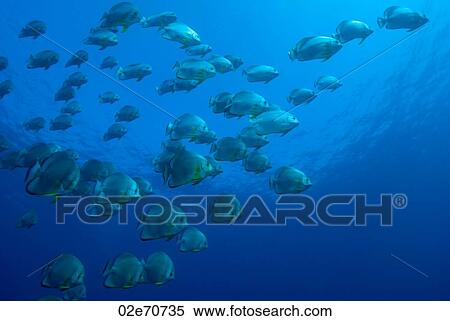 Circular Batfish View Large Photo Image Stock Photography - Circular Batfish. Fotosearch