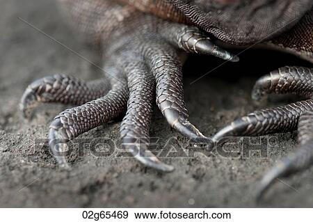 Claws of Marine iguana (Amblyrhynchus cristatus), Puerto Egas, Santiago Island, Galapagos Islands, Ecuador View Large Photo Image Stock Photo - Claws of Marine iguana (Amblyrhynchus cristatus), Puerto Egas, Santiago Island, Galapagos Islands, Ecuador. Fotosearch