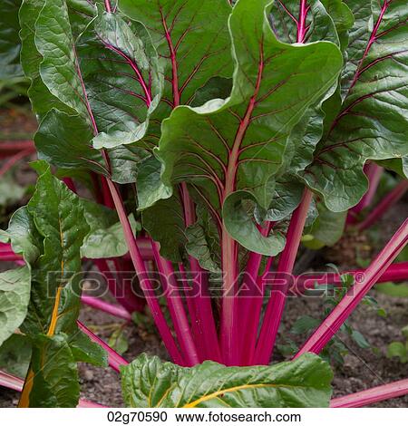 Close-up of a beetroot plant growing in the garden of Willka Tika Guesthouse, Willka Tika, Sacred Valley, Cusco Region, Peru View Large Photo Image Stock Image - Close-up of a beetroot plant growing in the garden of Willka Tika Guesthouse, Willka Tika, Sacred Valley, Cusco Region, Peru. Fotosearch