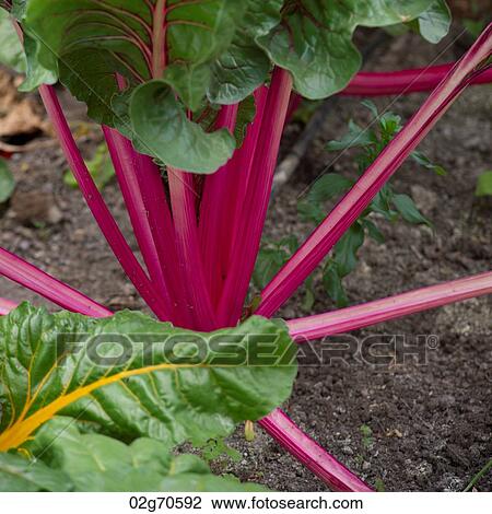Close-up of a beetroot plant growing in the garden of Willka Tika Guesthouse, Willka Tika, Sacred Valley, Cusco Region, Peru View Large Photo Image Stock Image - Close-up of a beetroot plant growing in the garden of Willka Tika Guesthouse, Willka Tika, Sacred Valley, Cusco Region, Peru. Fotosearch