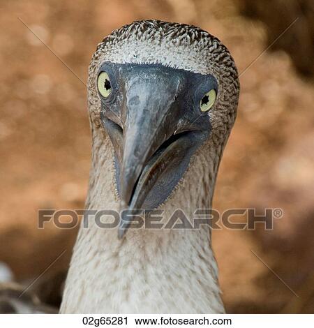 Close-up of a Blue-Footed booby (Sula nebouxii), North Seymour Island, Galapagos Islands, Ecuador View Large Photo Image Stock Image - Close-up of a Blue-Footed booby (Sula nebouxii), North Seymour Island, Galapagos Islands, Ecuador. Fotosearch