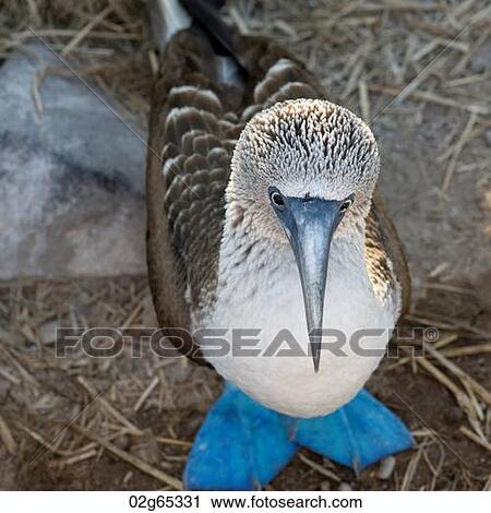 Close-up of a Blue-Footed booby (Sula nebouxii), Punta Suarez, Espanola Island, Galapagos Islands, Ecuador View Large Photo Image Stock Image - Close-up of a Blue-Footed booby (Sula nebouxii), Punta Suarez, Espanola Island, Galapagos Islands, Ecuador. Fotosearch