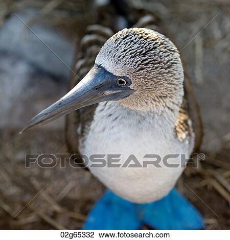 Close-up of a Blue-Footed booby (Sula nebouxii), Punta Suarez, Espanola Island, Galapagos Islands, Ecuador View Large Photo Image Stock Image - Close-up of a Blue-Footed booby (Sula nebouxii), Punta Suarez, Espanola Island, Galapagos Islands, Ecuador. Fotosearch