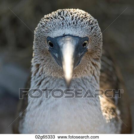 Close-up of a Blue-Footed booby (Sula nebouxii), Punta Suarez, Espanola Island, Galapagos Islands, Ecuador View Large Photo Image Stock Image - Close-up of a Blue-Footed booby (Sula nebouxii), Punta Suarez, Espanola Island, Galapagos Islands, Ecuador. Fotosearch