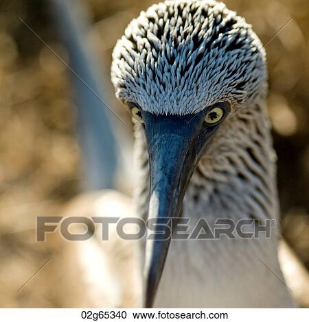 Close-up of a Blue-Footed booby (Sula nebouxii), Punta Suarez, Espanola Island, Galapagos Islands, Ecuador View Large Photo Image Stock Image - Close-up of a Blue-Footed booby (Sula nebouxii), Punta Suarez, Espanola Island, Galapagos Islands, Ecuador. Fotosearch
