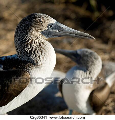 Close-up of a Blue-Footed booby (Sula nebouxii) with its young, Punta Suarez, Espanola Island, Galapagos Islands, Ecuador View Large Photo Image Stock Image - Close-up of a Blue-Footed booby (Sula nebouxii) with its young, Punta Suarez, Espanola Island, Galapagos Islands, Ecuador. Fotosearch