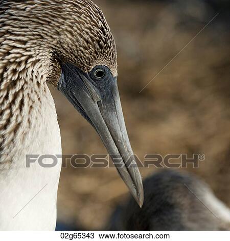 Close-up of a Blue-Footed booby (Sula nebouxii), Punta Suarez, Espanola Island, Galapagos Islands, Ecuador View Large Photo Image Stock Image - Close-up of a Blue-Footed booby (Sula nebouxii), Punta Suarez, Espanola Island, Galapagos Islands, Ecuador. Fotosearch