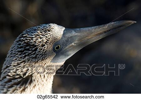 Close-up of a Blue-Footed booby (Sula nebouxii), Punta Suarez, Espanola Island, Galapagos Islands, Ecuador View Large Photo Image Stock Image - Close-up of a Blue-Footed booby (Sula nebouxii), Punta Suarez, Espanola Island, Galapagos Islands, Ecuador. Fotosearch
