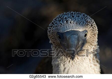 Close-up of a Blue-Footed booby (Sula nebouxii), Punta Suarez, Espanola Island, Galapagos Islands, Ecuador View Large Photo Image Stock Image - Close-up of a Blue-Footed booby (Sula nebouxii), Punta Suarez, Espanola Island, Galapagos Islands, Ecuador. Fotosearch