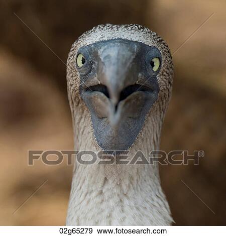 Close-up of a Blue-Footed booby (Sula nebouxii), North Seymour Island, Galapagos Islands, Ecuador View Large Photo Image Stock Photo - Close-up of a Blue-Footed booby (Sula nebouxii), North Seymour Island, Galapagos Islands, Ecuador. Fotosearch