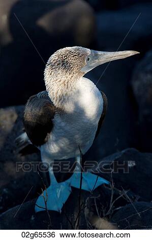 Close-up of a Blue-Footed booby (Sula nebouxii), Punta Suarez, Espanola Island, Galapagos Islands, Ecuador View Large Photo Image Stock Photograph - Close-up of a Blue-Footed booby (Sula nebouxii), Punta Suarez, Espanola Island, Galapagos Islands, Ecuador. Fotosearch