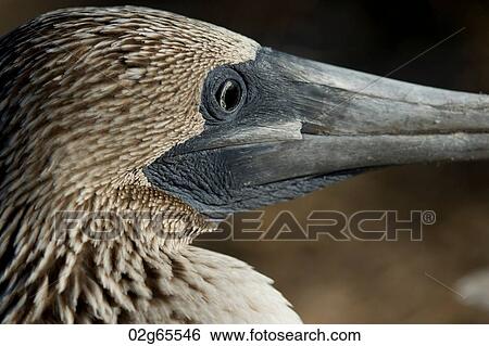Close-up of a Blue-Footed booby (Sula nebouxii), Punta Suarez, Espanola Island, Galapagos Islands, Ecuador View Large Photo Image Stock Photograph - Close-up of a Blue-Footed booby (Sula nebouxii), Punta Suarez, Espanola Island, Galapagos Islands, Ecuador. Fotosearch