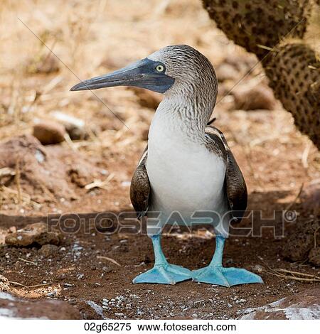 Close-up of a Blue-Footed booby (Sula nebouxii), North Seymour Island, Galapagos Islands, Ecuador View Large Photo Image Stock Photography - Close-up of a Blue-Footed booby (Sula nebouxii), North Seymour Island, Galapagos Islands, Ecuador. Fotosearch