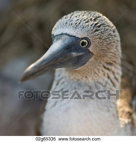Close-up of a Blue-Footed booby (Sula nebouxii), Punta Suarez, Espanola Island, Galapagos Islands, Ecuador View Large Photo Image Stock Photography - Close-up of a Blue-Footed booby (Sula nebouxii), Punta Suarez, Espanola Island, Galapagos Islands, Ecuador. Fotosearch