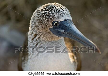 Close-up of a Blue-Footed booby (Sula nebouxii), Punta Suarez, Espanola Island, Galapagos Islands, Ecuador View Large Photo Image Stock Photography - Close-up of a Blue-Footed booby (Sula nebouxii), Punta Suarez, Espanola Island, Galapagos Islands, Ecuador. Fotosearch
