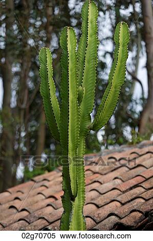 Close-up of a cactus, Willka Tika, Sacred Valley, Cusco Region, Peru View Large Photo Image Stock Photography - Close-up of a cactus, Willka Tika, Sacred Valley, Cusco Region, Peru. Fotosearch