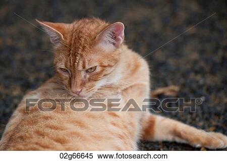 Close-up of a cat in a park, Nagasaki Peace Park, Nagasaki, Japan View Large Photo Image Stock Photography - Close-up of a cat in a park, Nagasaki Peace Park, Nagasaki, Japan. Fotosearch