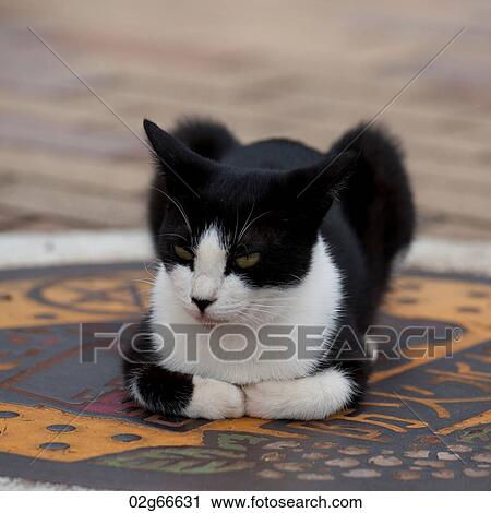Close-up of a cat, Nagasaki, Japan View Large Photo Image Stock Image - Close-up of a cat, Nagasaki, Japan. Fotosearch