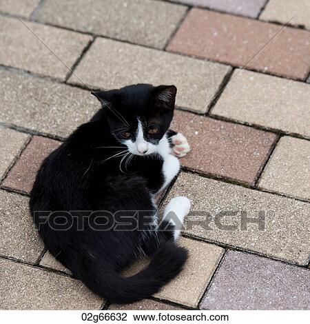 Close-up of a cat, Nagasaki, Japan View Large Photo Image Stock Image - Close-up of a cat, Nagasaki, Japan. Fotosearch