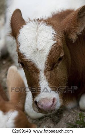 Close up of a cow's face in Iceland View Large Photo Image Stock Photo - Close up of a cow's face in Iceland. Fotosearch