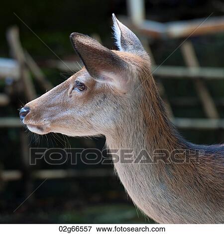 Stock Photo - Close-up of a deer at Kasuga Taisha Shrine, Nara, Japan. Fotosearch