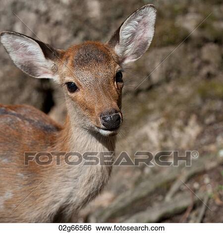 Close-up of a deer at Kasuga Taisha Shrine, Nara, Japan View Large Photo Image Stock Photograph - Close-up of a deer at Kasuga Taisha Shrine, Nara, Japan. Fotosearch