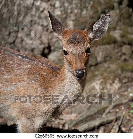 Stock Photography - Close-up of a deer at Kasuga Taisha Shrine, Nara, Japan. Fotosearch