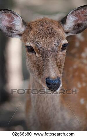 Close-up of a deer at Todaiji Temple, Nara, Japan View Large Photo Image Stock Image - Close-up of a deer at Todaiji Temple, Nara, Japan. Fotosearch